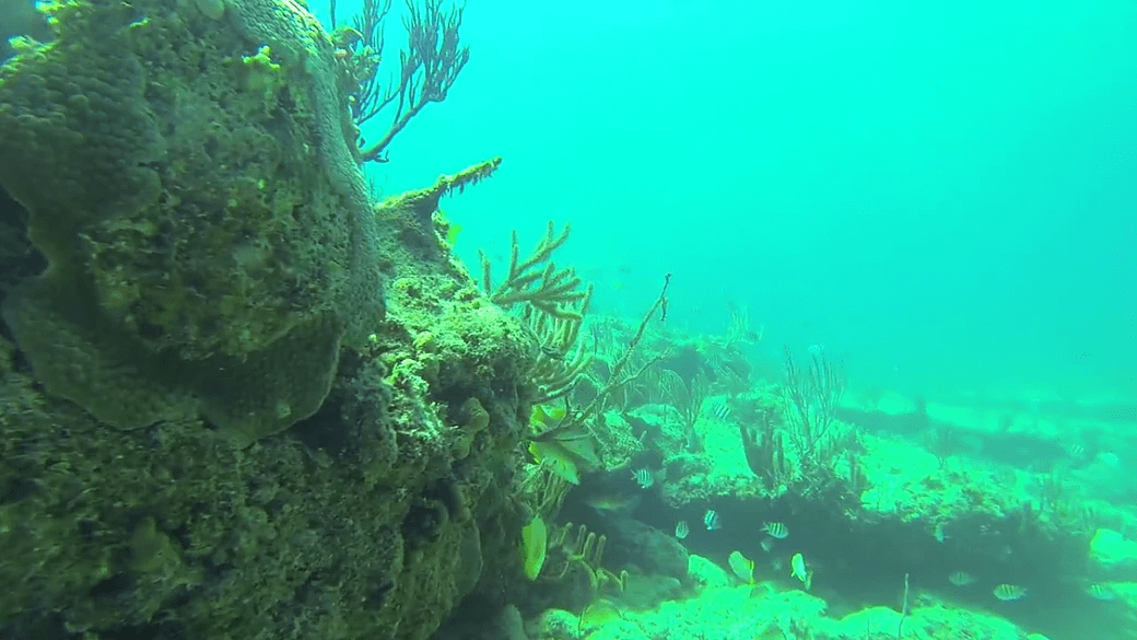 snorkelingdeadmnabarry
